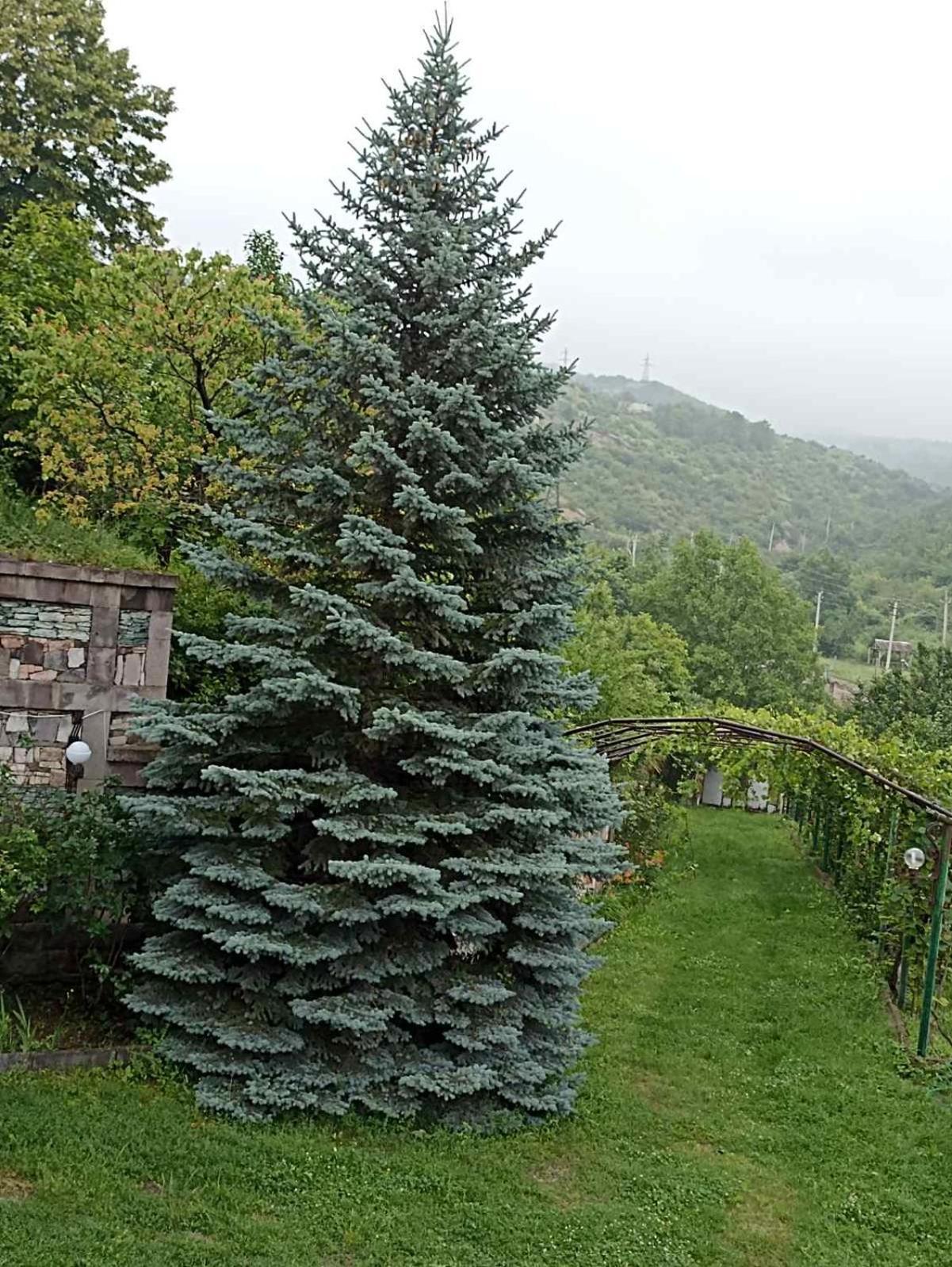 איג'באן Luse Guest House מראה חיצוני תמונה